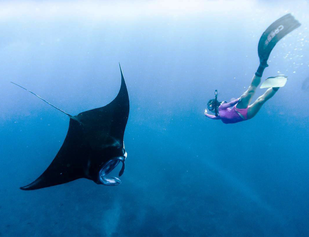 Snorkling with Manta Ray, Manta point, Manta bay, Snorkling manta, Manta ray, Manta point 66, Snorkling in Lembongan, Lembongan Snorkeling